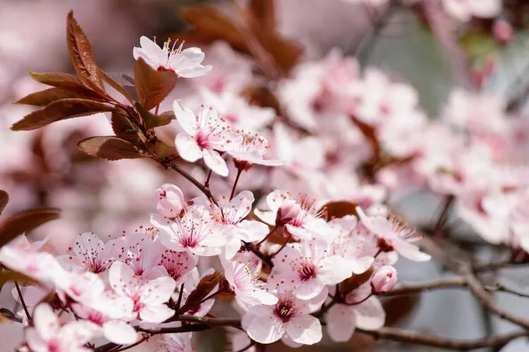 Cerisiers en fleurs pour fêter le printemps selon culture culinaire japonaise