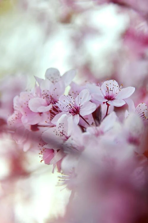 Que manger pendant Hanami ? Fleurs de Sakura
