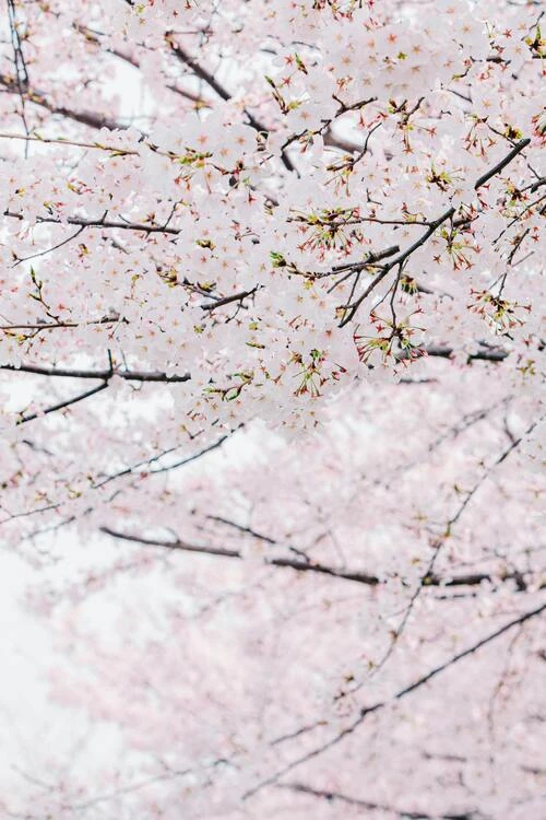 Hanami 2026. Sakura un peu en avance, mais toujours magiques.